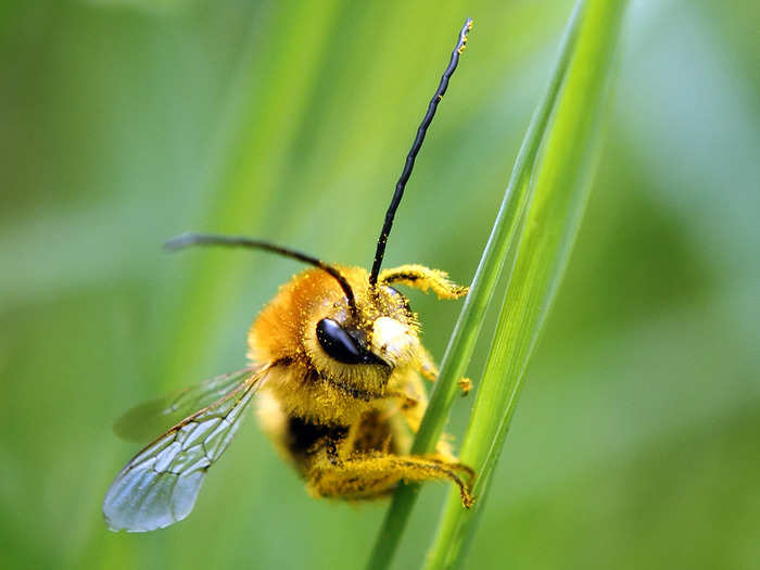 A bee is covered with pollen as it sits on a blade of grass.
