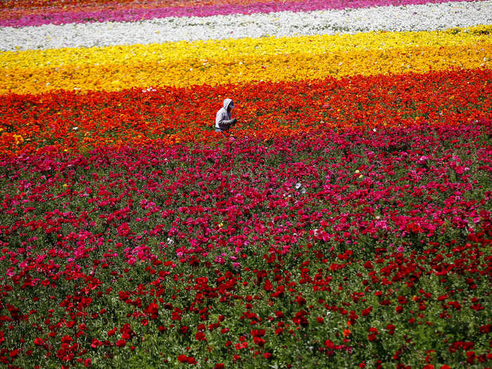 A worker hand-picks Giant Tecolote Ranunculus flowers at the Flower Fields in California.