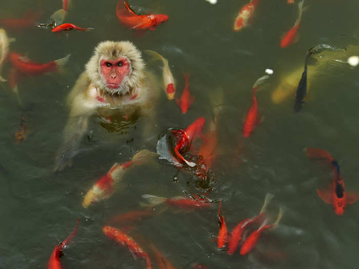 A monkey plays in a pond surrounded by carps at a wildlife park in China.