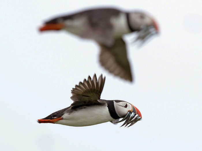Puffins carry sand eels for their young as they fly above the Farne Islands off northern England.