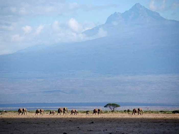 Elephants stride across Amboseli National Park, at the base of Mount Kilimanjaro in Kenya.