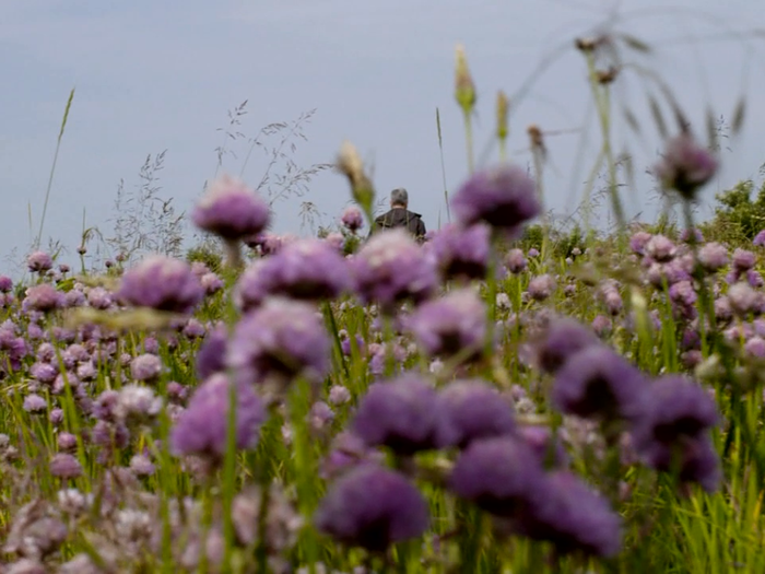 He points out the chive flowers in the field.