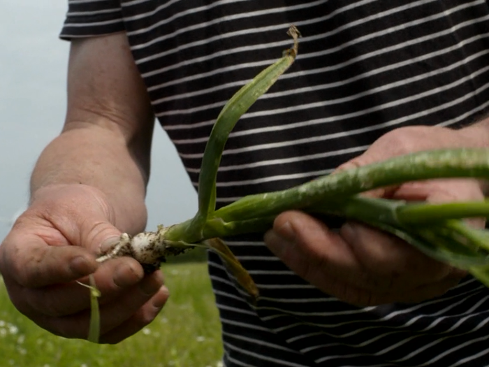 He also finds some leeks which they pick and take back to the restaurant.