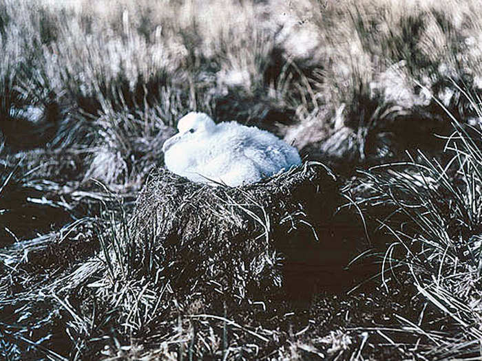 Eventually, Shackleton took four men and a lifeboat to nearby Georgia Island to arrange the rescue of the rest of his crew.