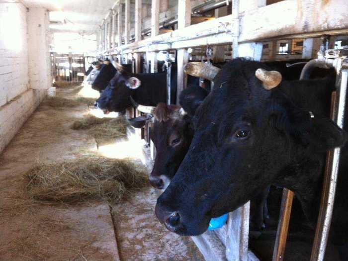 Hawthorne Valley Farm Camp is a working farm.