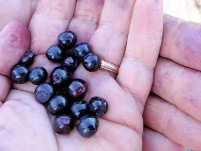 MONTANA: Huckleberries — often confused with blueberries — are sweet and tart round fruits that are abundant in this state. Perfect for filling up pies or making jams, Huckleberries are also a delicious snack all on their own.