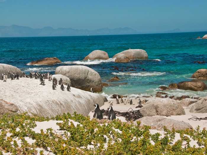 3. Boulders Beach in Cape Town, South Africa, is full of granite rocks and a colony of African Penguins, an endangered species.