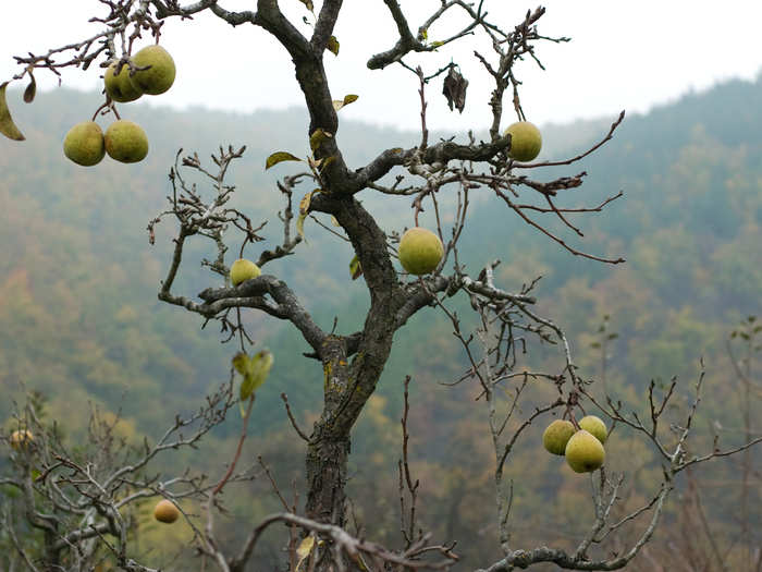 If the farmer does not provide fields or orchards with enough honeybees for pollination, the whole harvest can fail.