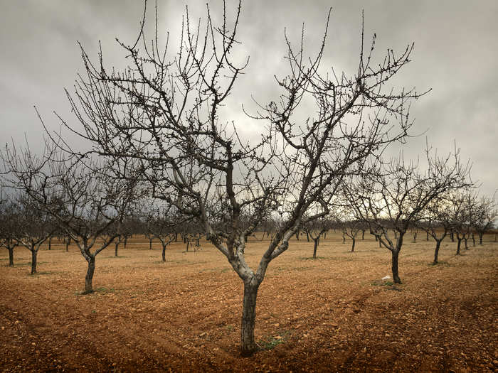 Almonds, which use two-thirds of the nation