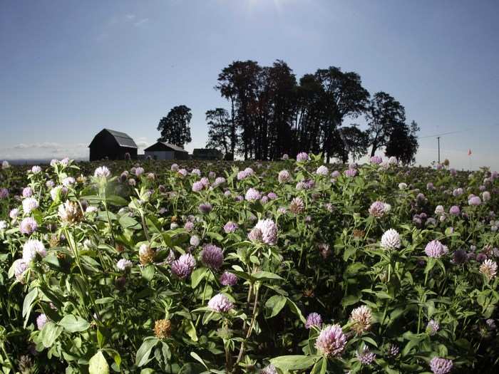 Bees are also valued for their honey. One crop, clover, is an importance source of nectar that bees must eat to produce honey. Lack of bees for pollination can mean the loss of the clover crop, and in turn, the bee