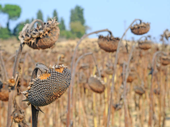 Oilseeds like cotton, sunflower, coconut, groundnut, and oil palm, which either depend on or benefit from bee pollination would also wither away, eliminating more than half of the world