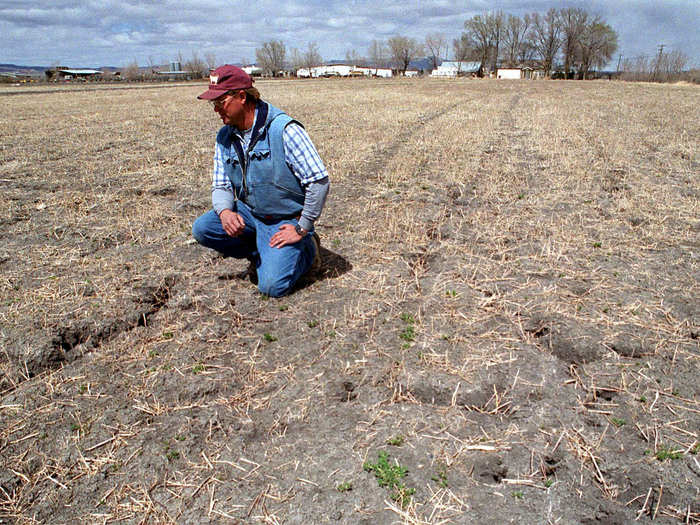 Across the world, alfalfa fields will perish, meaning beef and dairy cows will go hungry since these pastures are typically harvested as hay to feed cattle.