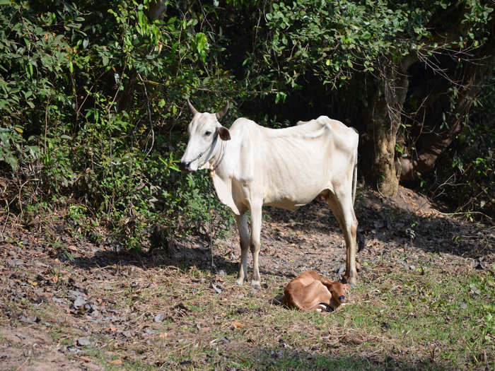 Cows will starve if there is not enough good-quality alfalfa available to eat.