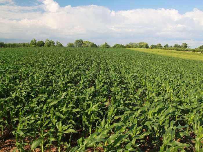 Staple grains, like wheat, rice, and corn will not be badly affected either, since these crops rely largely on wind pollination.