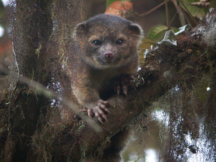 The olinguito is the first carnivorous mammal discovered in the Western Hemisphere in 35 years. It lives in the Andes cloud forests.