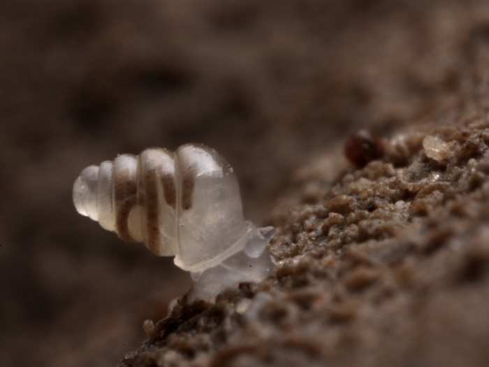 The domed land snail lives 3,000 feet underground in the caves of western Croatia and has no eyes. Only one living specimen has been collected.