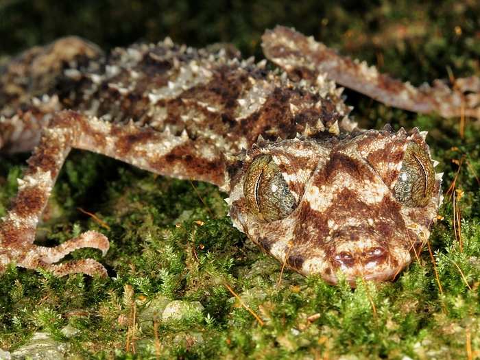 The nocturnal leaf-tailed gecko is a master of camouflage. This species is found hanging out vertically on rocks and trees. When scientists looked in surrounding areas, they were unable to find other populations, meaning the species may be rare.