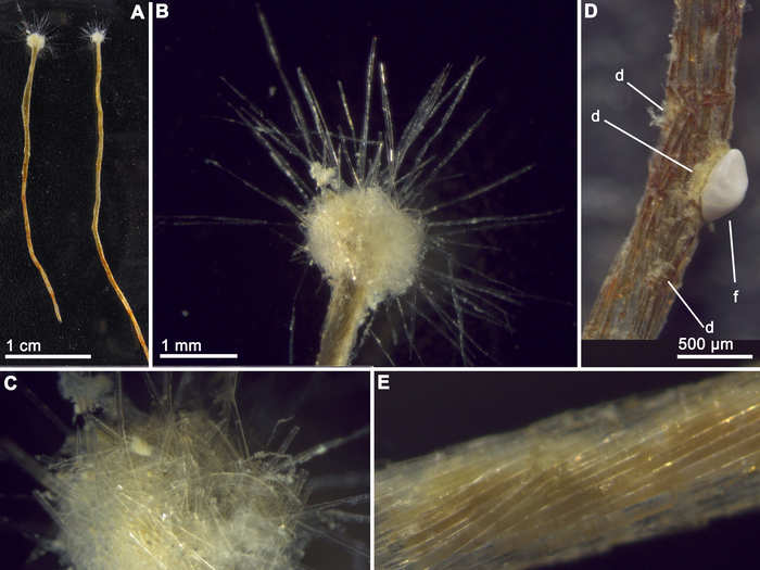 The amoeboid protist is large for a single-celled organism. It builds its shell from the skeleton pieces of dead sponges and then uses those pieces to trap food, similar to how the sponge feeds. It was found 30 miles off the Spanish coast.