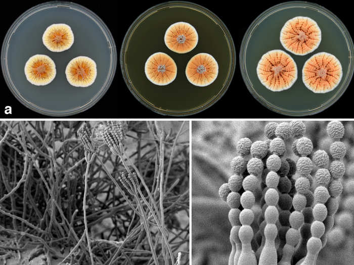 Orange penicillium is a fungus that was found in Tunisian soil and named for the Dutch Royal Highness the Prince of Orange. The fungus actually has a matrix outside its cells that may protect them from drought.