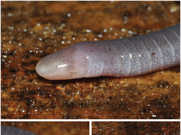 Despite its looks, the microcaecilia dermatophaga is not a worm. It