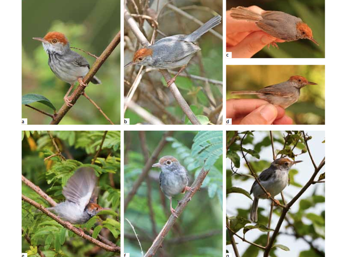 The Cambodian tailorbird lives in the humid floodplains of several Cambodian rivers and even within the city limits of Phnom Penh. It is currently classified as near threatened due to destruction of its habitat.