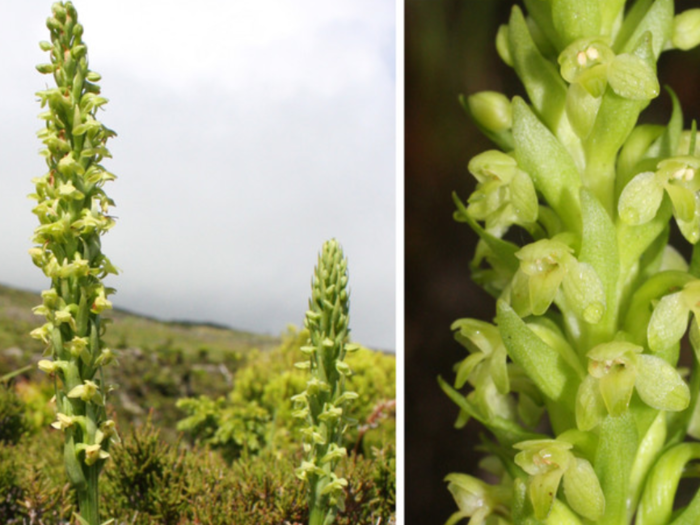 Plantanthera pollostantha is a plant that occupies a wide range of habitats on nine Macaronesian islands.