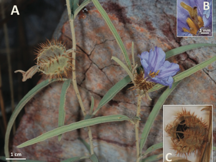 This flower called Solanum cowiei grows in colonies in the Northern Territory of Australia. It typically grows around small boulders or near rock formations in sandy and grassy areas.