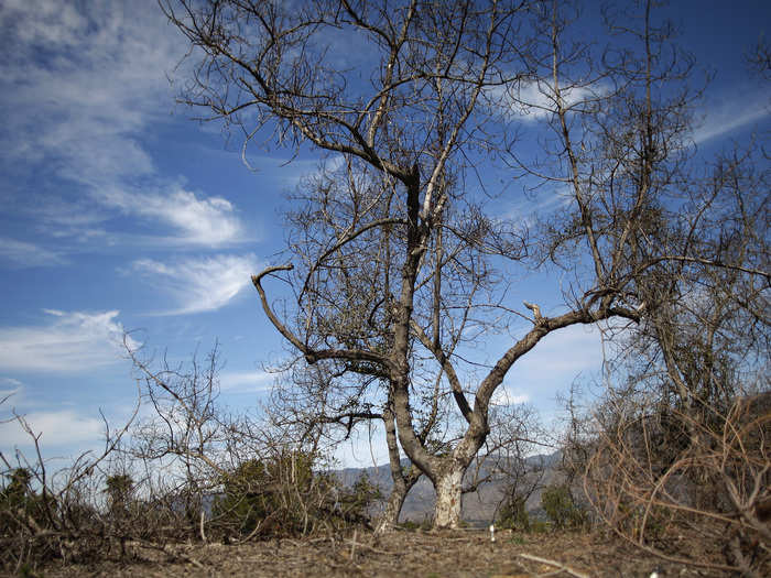 With rising water costs, avocado groves have also been left to wither.