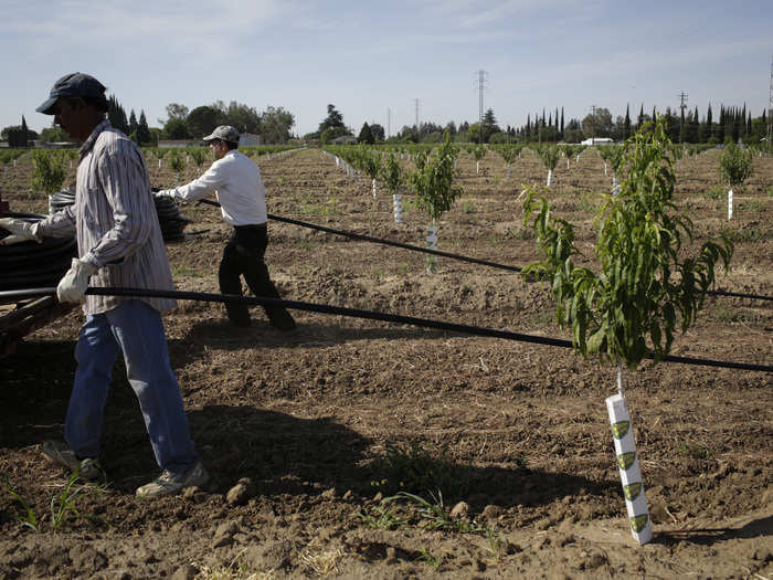 In the face of water shortages, many farmers have switched to drip irrigation, which uses less water than traditional sprinklers.