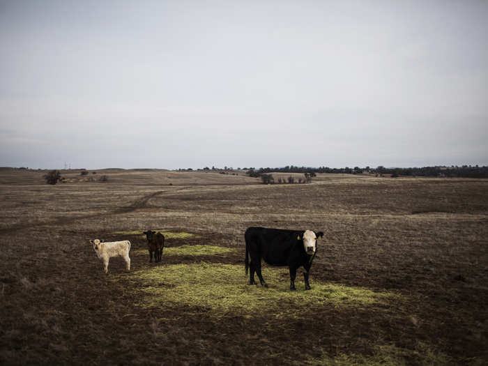 The drought also hurts cattle ranchers. Because there