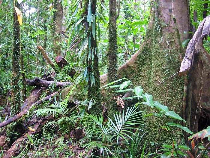 The Wet Tropics of Queensland cover roughly 3,500 square miles of Australian forest. Thirteen mammals that live in the Wet Tropics are found nowhere else in the world. This includes the green ringtail possum and kangaroo rats.