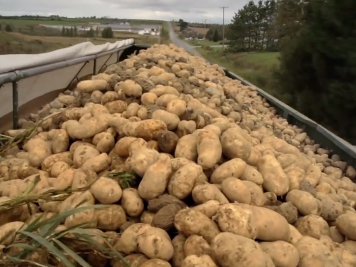 The potatoes are then moved to a truck using a giant conveyer belt.