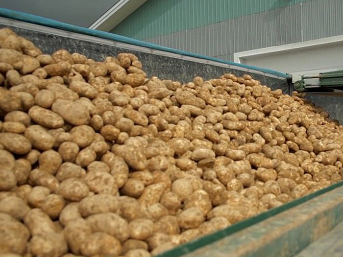 Next, the potatoes are loaded into a truck and transferred to a processing plant along with potatoes from 30 other farms.