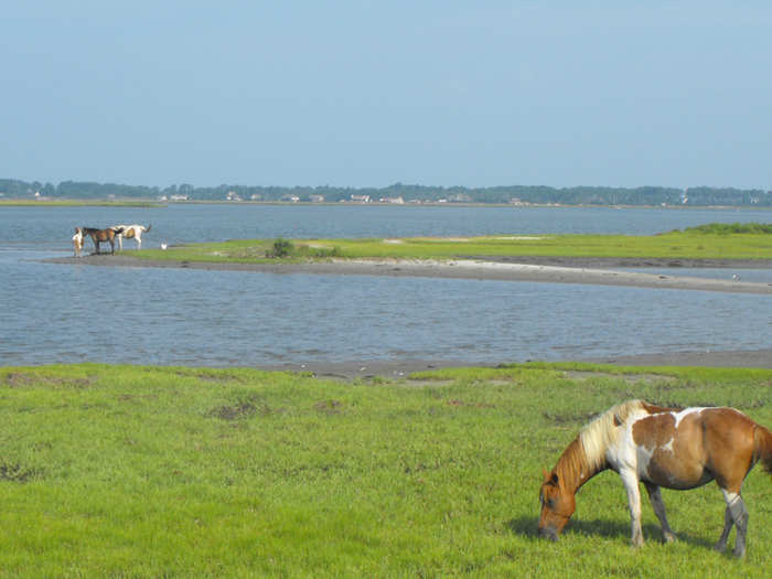 MARYLAND: Assateague and Chincoteague are two beautiful islands off the coast of Maryland. Both islands are full of natural life, but the highlight of visiting is viewing the wild ponies that live there.