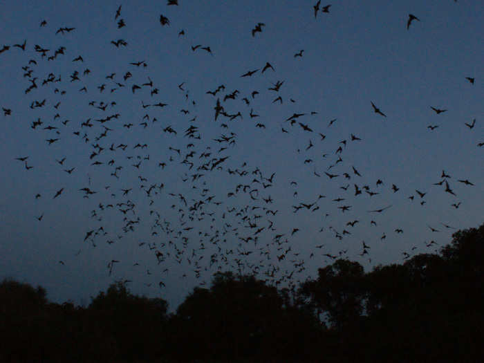 TEXAS: Bracken Cave is home to the world