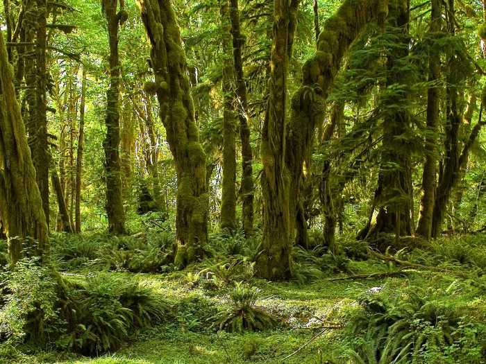 WASHINGTON: Olympic National Park sits on more than 922,000 acres and contains three major ecosystems—forest, alpine and coastal—which means you