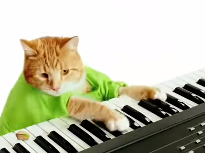 Keyboard Cat