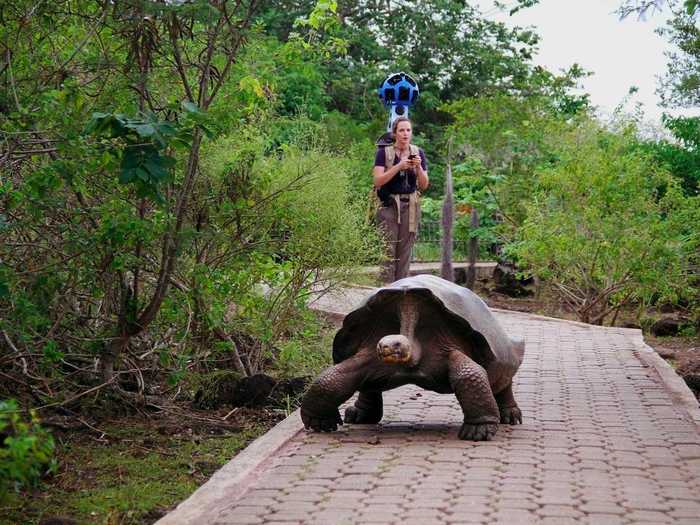 The Galápagos tortoise is the longest-living species of tortoise, sometimes living up to 177 years.