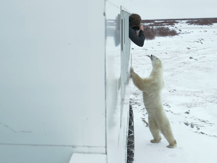 The polar bears will actually come right up to the buggies, something the explorers called "buggy love."