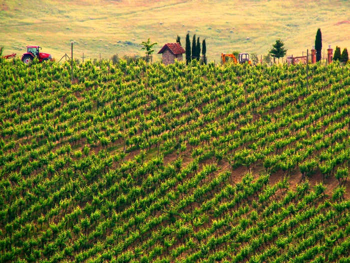 Sample Italian Chianti in the vineyards of Tuscany.