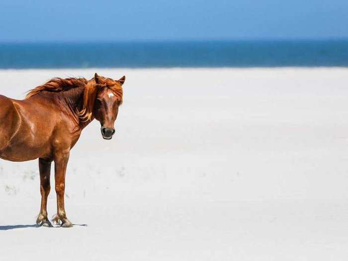 8. Assateague Beach – Assateague Island, Virginia