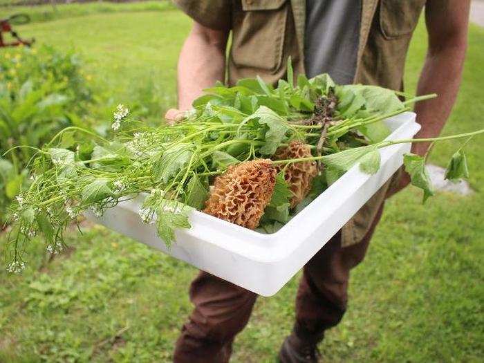 After all, this is his livelihood. People hear "foraging" and think of weekenders retreating into the woods with a wicker basket in one hand and a glass of rosé in the other. "You have to be efficient," Strusinski says. "There