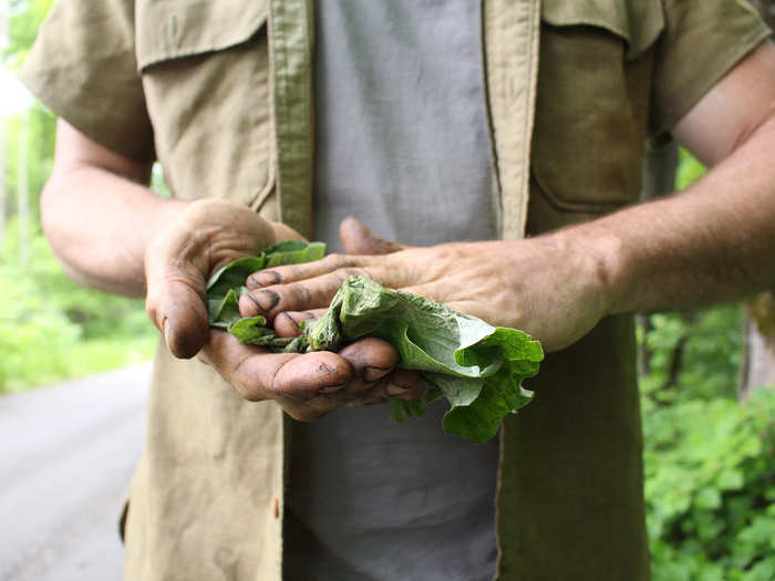 Strusinski snatches a leaf from a passing branch to dry his hands. As they walk, he touches, smells, and tastes dozens of wild plants, which passersby might never expect to be safe for consumption. The most dangerous thing he encounters in these woods is "a song that I don