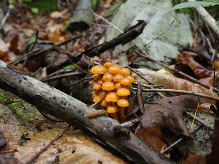 Because of their mercurial nature, they keep you guessing," Strusinski says of mushrooms. "You can go to a spot that