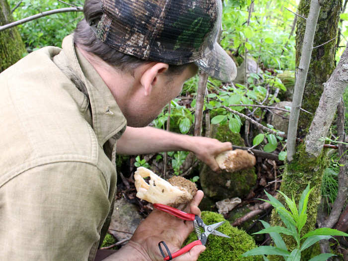 "Jesus Christ! Woo!" Strusinski shouts as he swipes the clippers from his belt. The morels he has found are enormous and lead to a line of even more morels growing along an ash tree