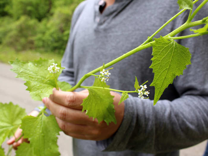 We continue to gather more common items in bulk, including bunches of garlic mustard, which Kida can sprinkle with acid or juice for an aioli. "I can’t tell you how many times that garlic mustard is put off to the side because diners think it’s garnish," Kida says. "It kills me!"