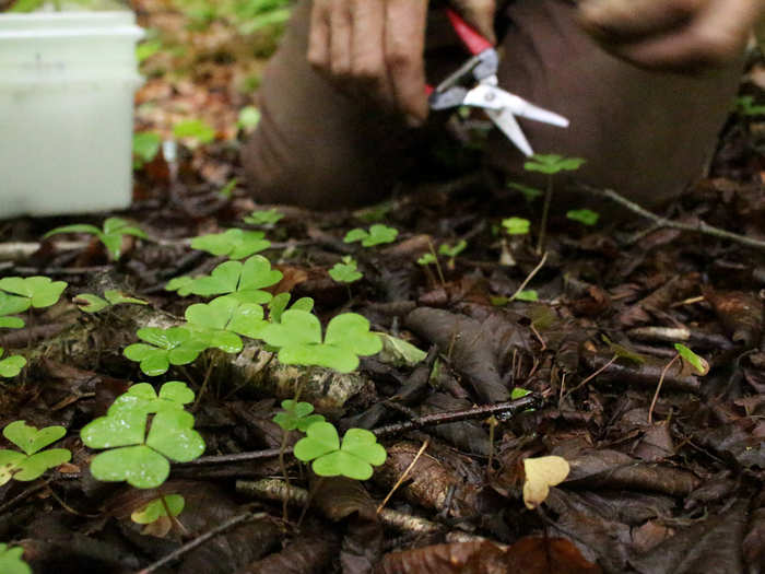 Wood sorrel, which tastes sour but can be tamed by a fatty protein, is rather tedious to find. We