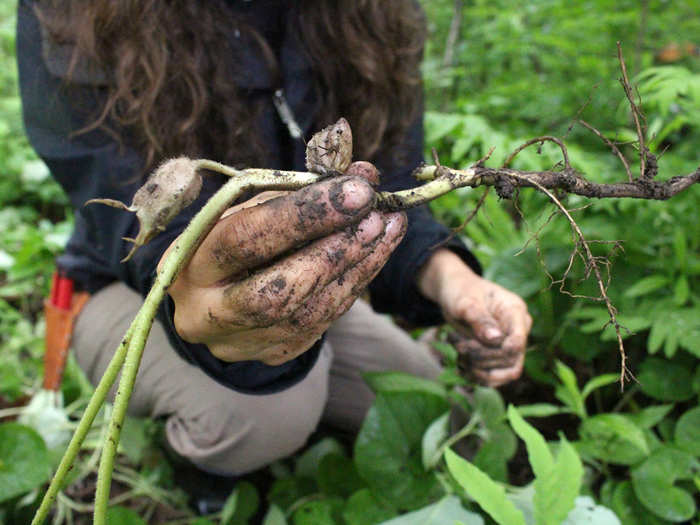 Strusinski recognizes leaves of wild ginger poking out of the ground and digs for the roots. Kida typically infuses the root into a sauce and serves it with poached or steamed white-flesh fish.