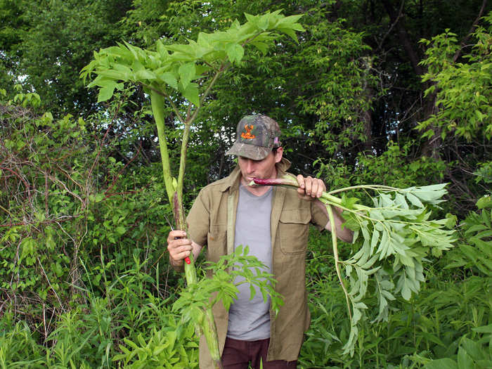 We are warned to be careful when handling angelica, a celery-like plant, because it causes photodermatitis. If you touch the inside of the stalk and expose the skin to sunlight, UV rays will discolor the skin for a couple weeks.