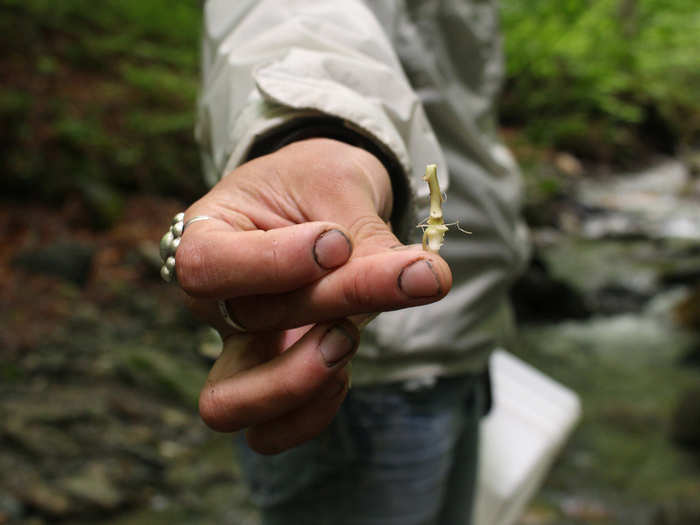 Toothwort, a cousin of horseradish, tastes unsurprisingly bitter.